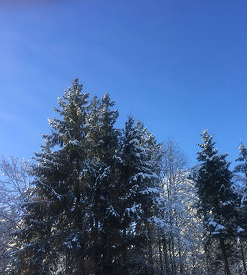 Tannen
